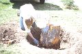 stu taking out stump